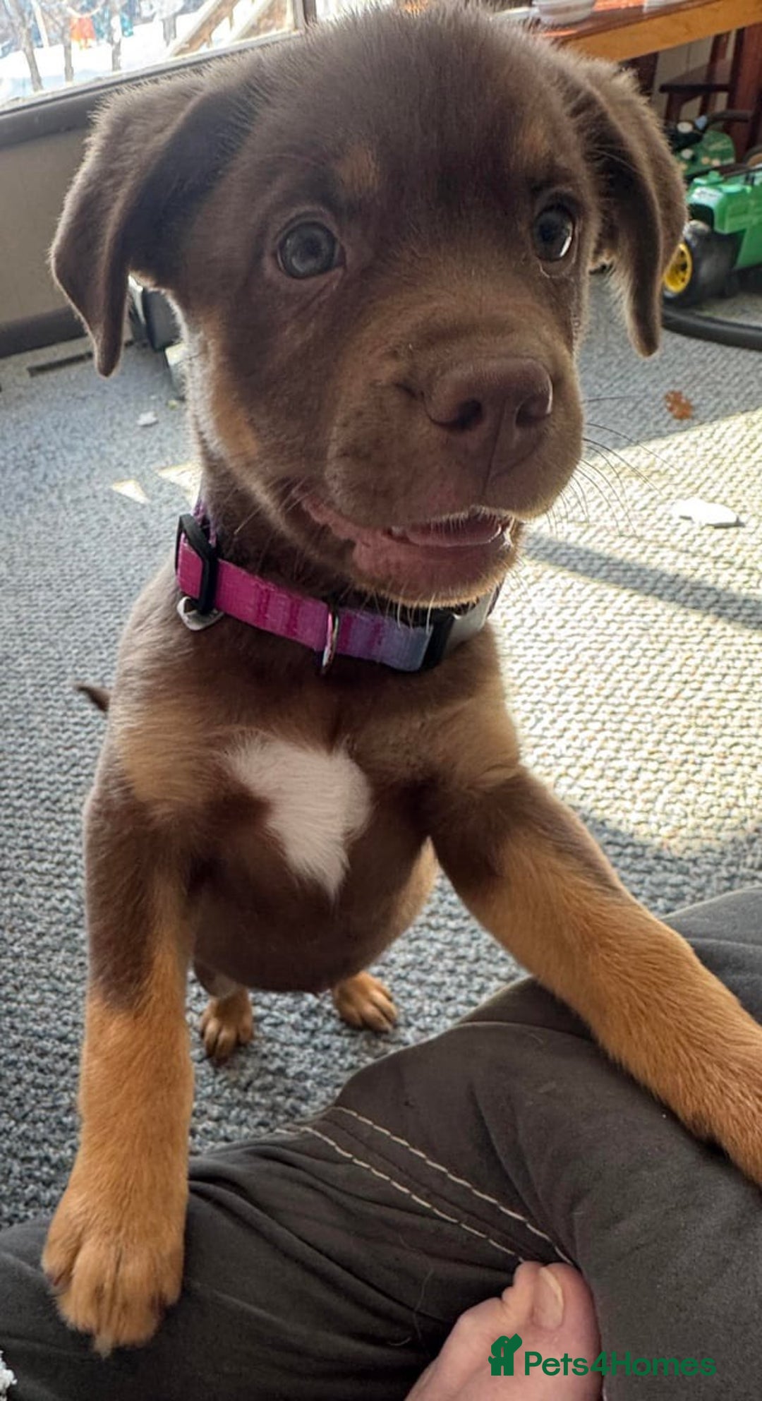 Rottweiler dogs for sale: Beautiful Rottweiler With a Loving Personality 🐕 - Advert 5