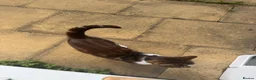 Mixed Breed cats for sale: Cat and 2 kittens looking for a loving home  - Advert 6