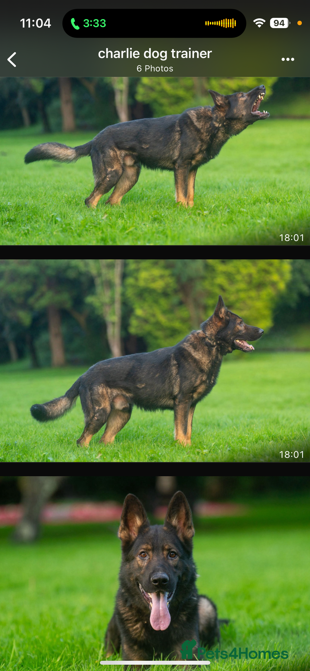 German Shepherd dogs for sale: 3 German shepherd puppies - Image 27