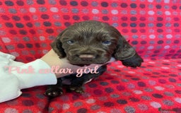 Cocker Spaniel dogs for sale: KC registered working cocker spaniels ready 23/11 - Image 11
