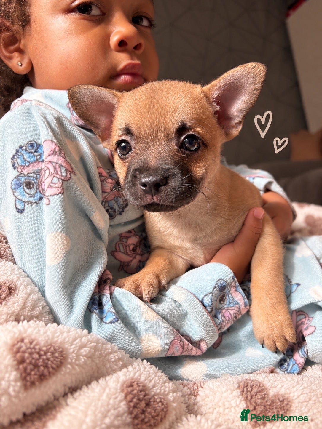 Mixed Breed dogs French bulldog x chihuahua puppies  - Advert 2
