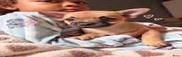 Mixed Breed dogs for sale: French bulldog x chihuahua puppies  - Advert 2