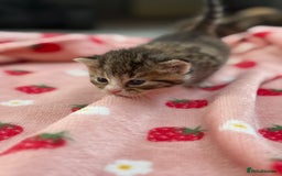 Mixed Breed cats for sale: Female kittens  - Image 4