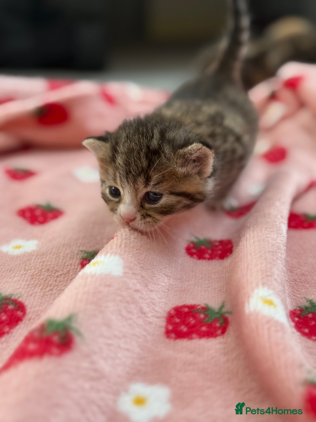 Mixed Breed cats for sale: Female kittens  - Image 4