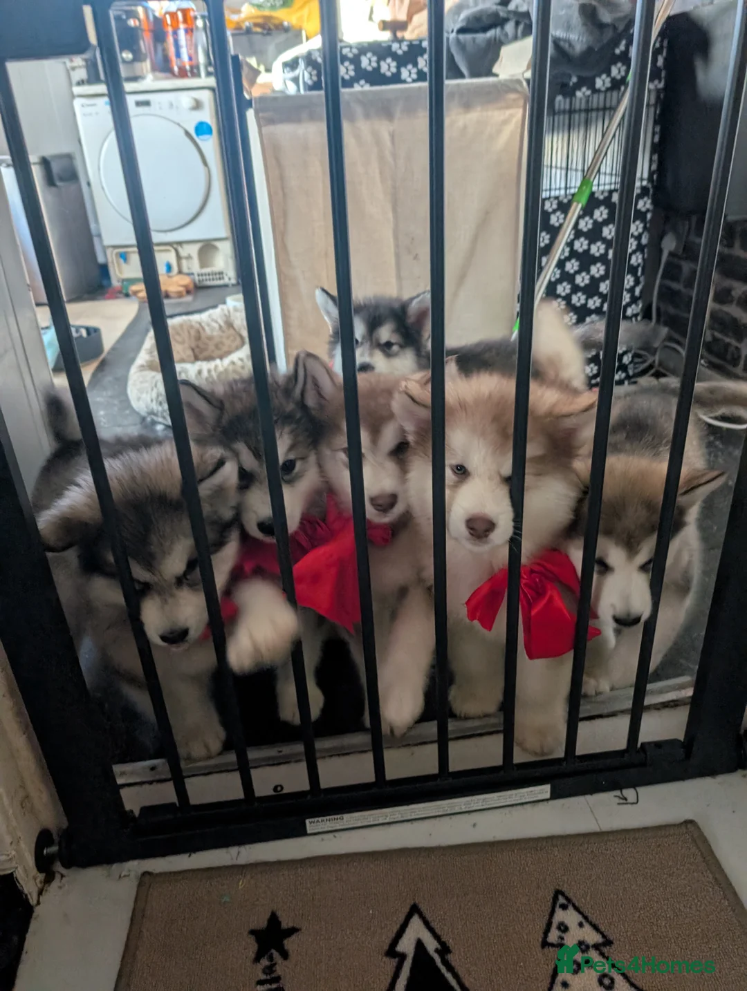 Alaskan Malamute dogs for stud: KC Registered Champion Alaskan Malamute for Stud in Bathgate - Advert 13