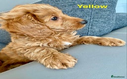 Cockapoo dogs for sale: Beautiful cockpoo boys for sale!! - Image 9