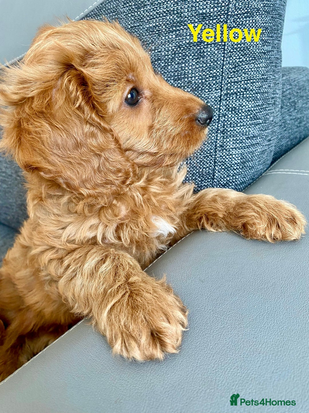 Cockapoo dogs for sale: Beautiful cockpoo boys for sale!! - Image 9