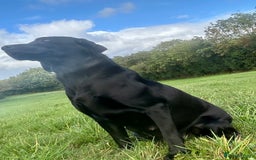 Labrador Retriever dogs for sale: Handsome KC Reg Black Labrador Dog Puppy  - Image 4