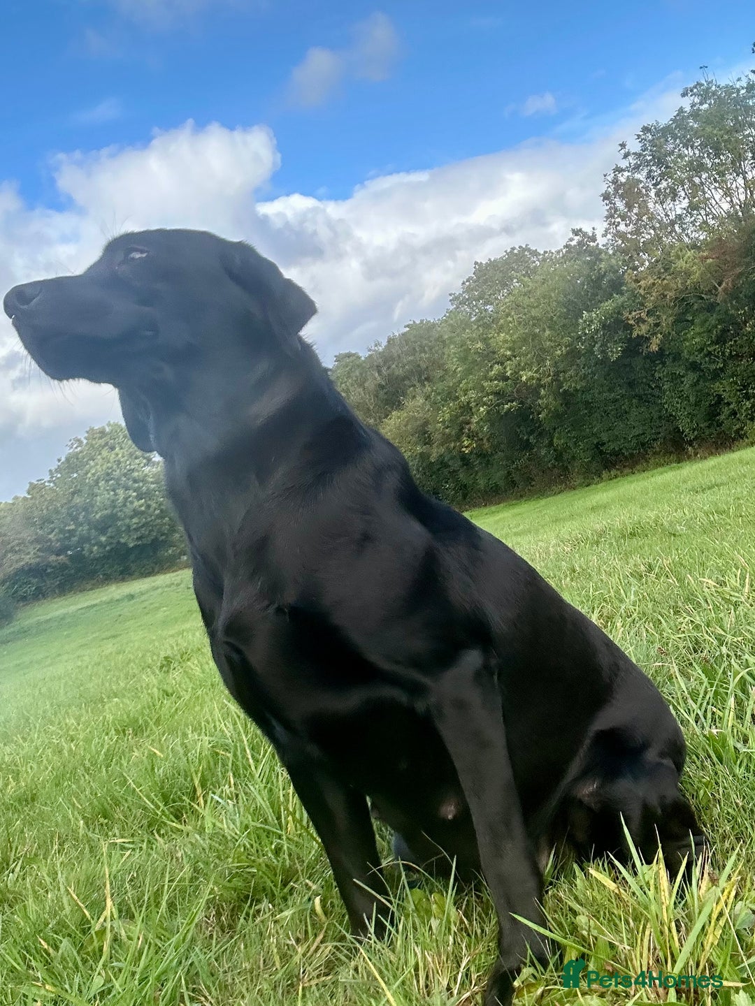 Labrador Retriever dogs for sale: Handsome KC Reg Black Labrador Dog Puppy  - Image 4