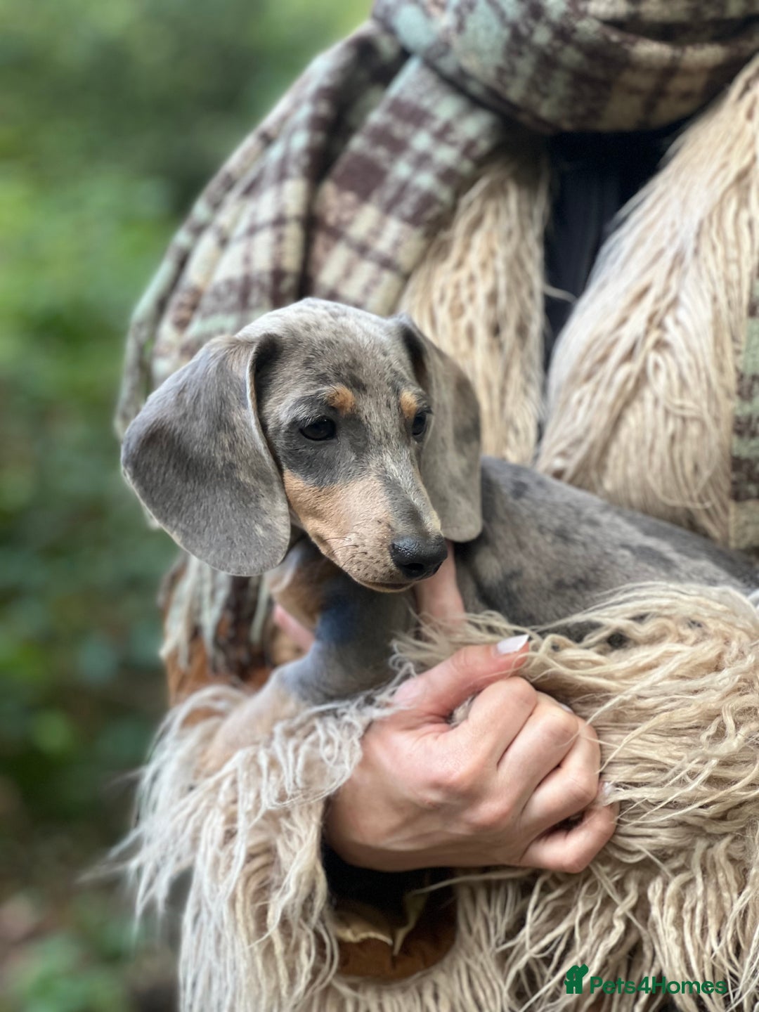Miniature Dachshund dogs for sale: BLUE DAPPLE AND TAN BABY SAUSAGE AND HER MOTHER 💕 - Image 2