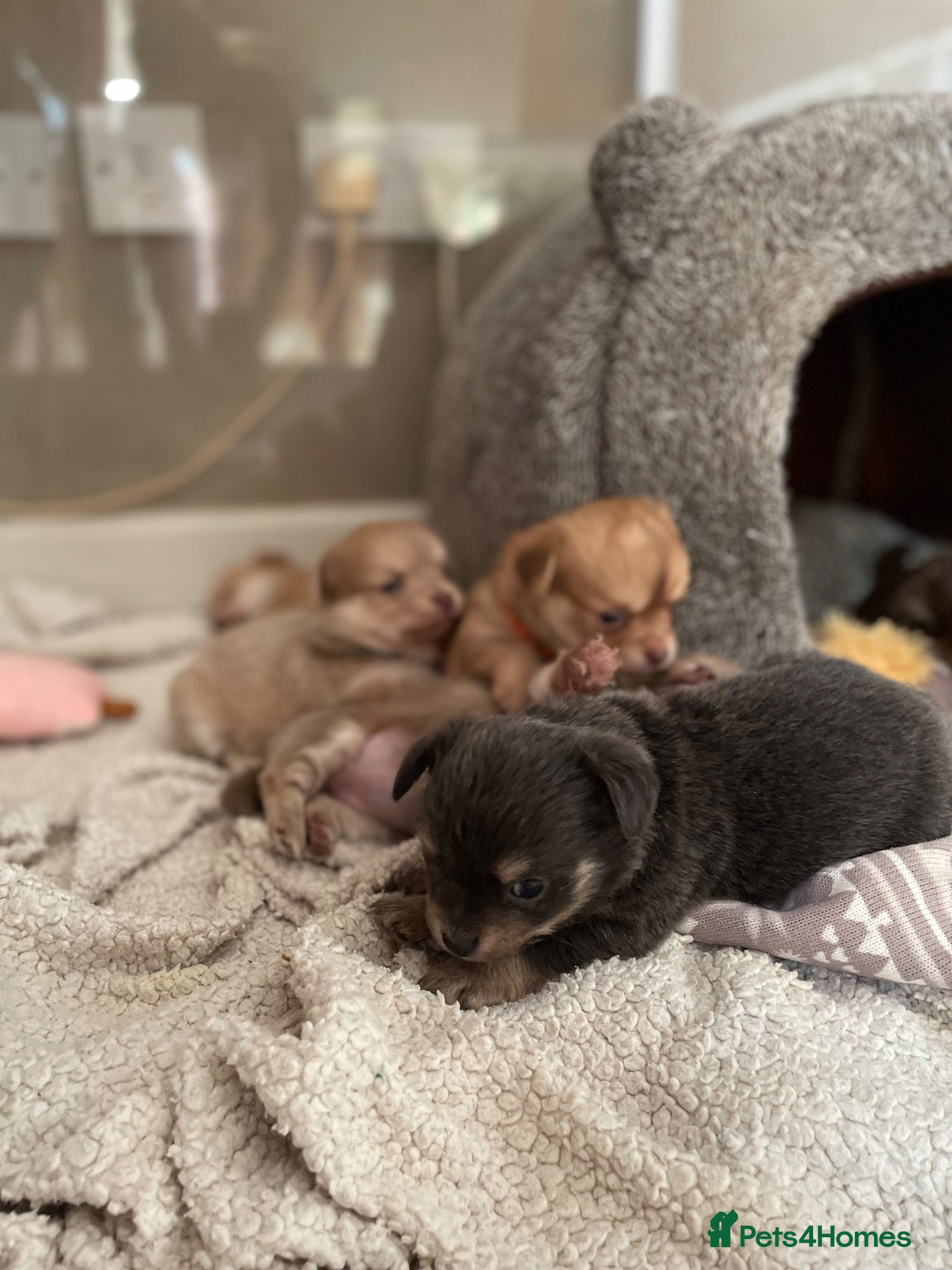 Chihuahua dogs Pure bred tiny chihuahua puppies  - Advert 7