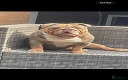 English Bulldog dogs for stud: STUD AVAILABLE!  - Image 1