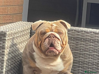 English Bulldog dogs - Advert 20