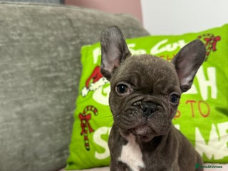 French Bulldog dogs 🐾 LAST PUPPY AVAILABLE –(Micro-Expected) – £900 - Advert 7