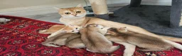 British Shorthair cats for sale: British golden kitten - Advert 13