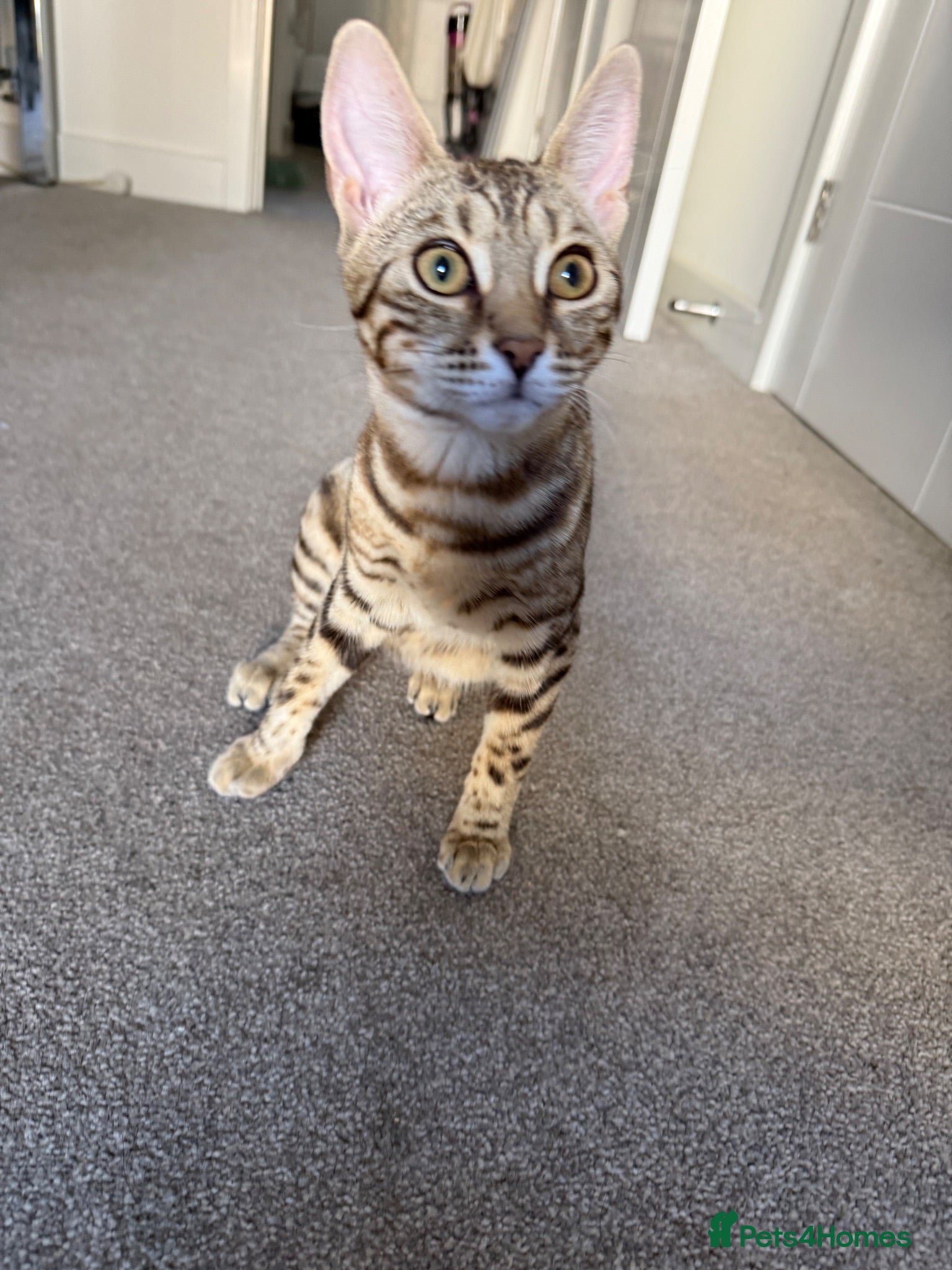 Bengal cats Bengal Kitten Looking for a Loving New Home 🐾💗 - Advert 2