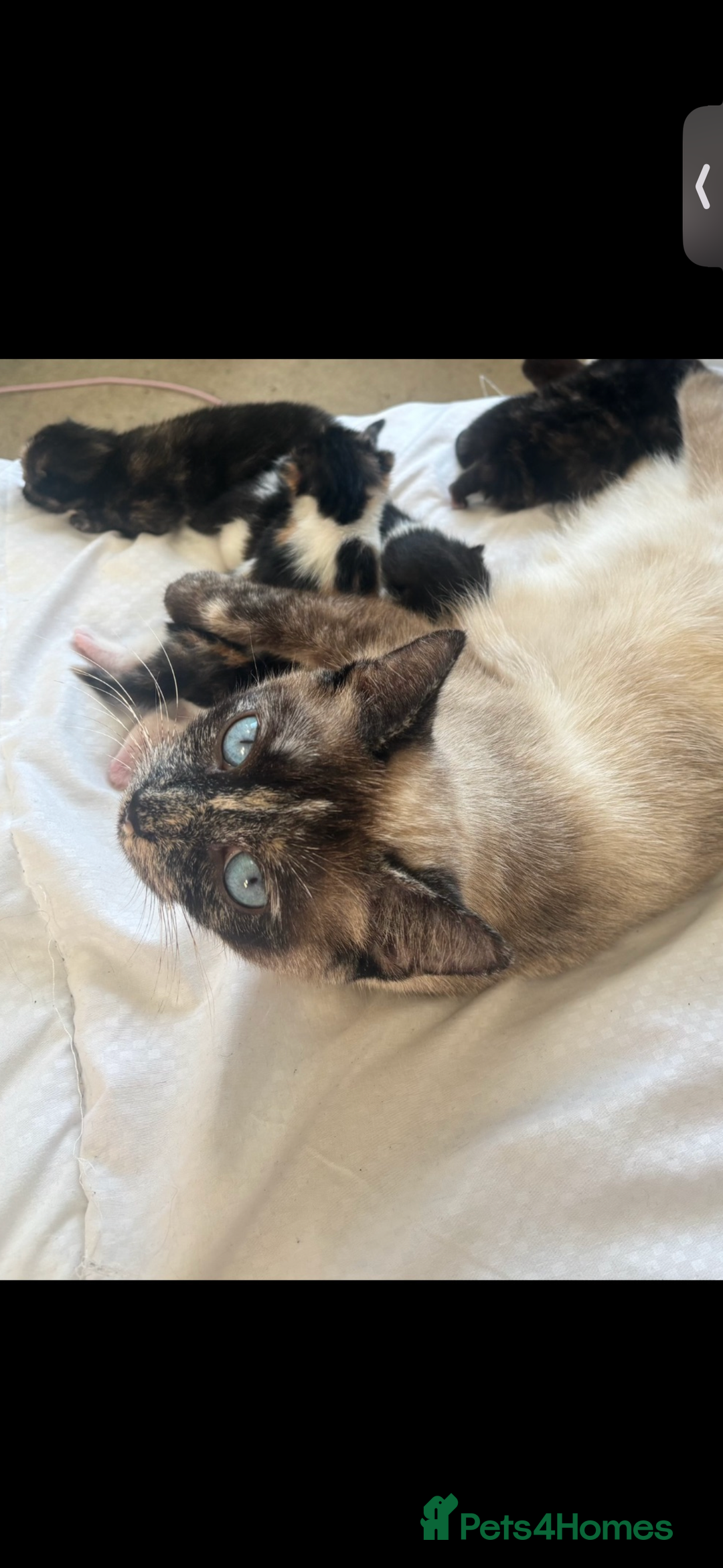 Mixed Breed cats for sale: Siamese kitties💕  - Advert 1