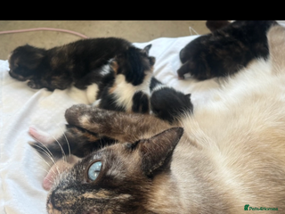 Mixed Breed cats Siamese kitties💕 - Advert 12