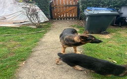 German Shepherd dogs for sale: GSD Puppy (F) - Image 7