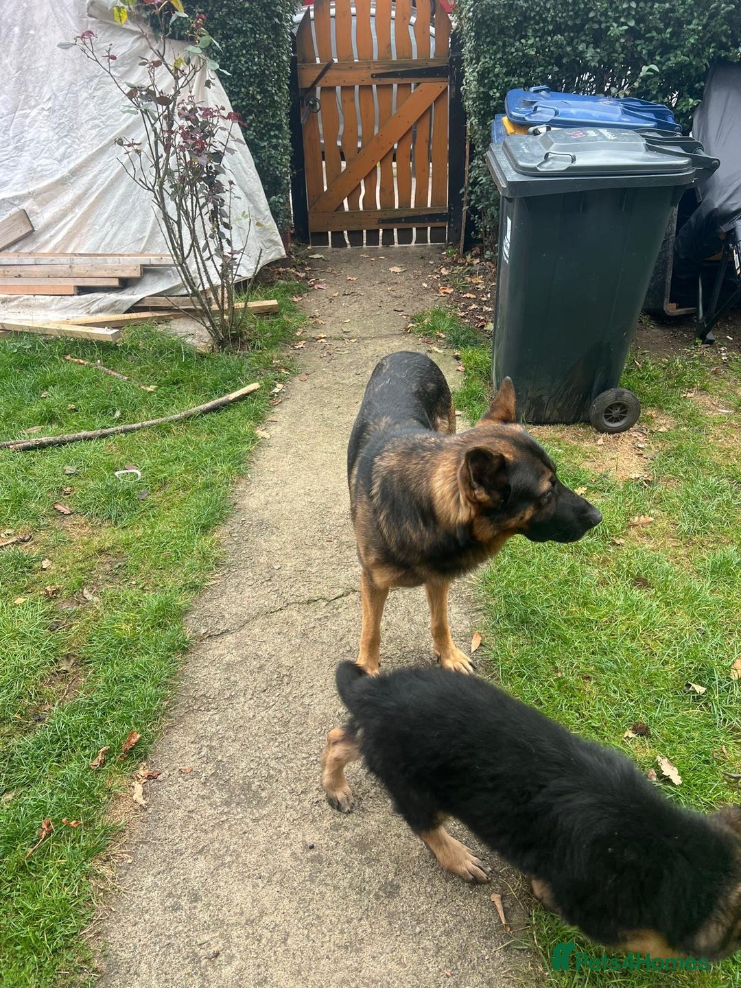 German Shepherd dogs for sale: GSD Puppy (F) - Image 7