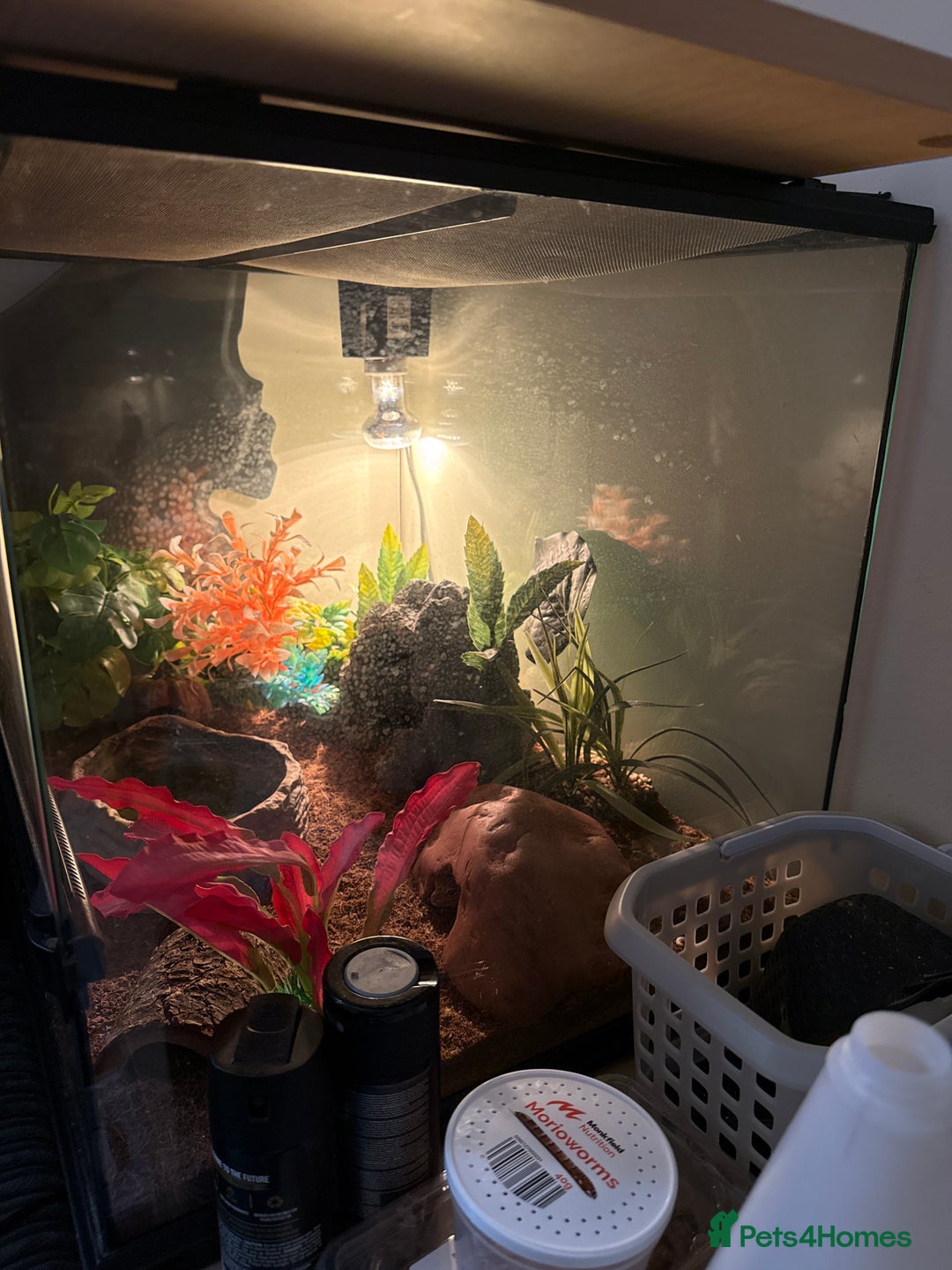 Leopard Gecko reptiles for sale: Pumpkin the leopard gecko - Image 5