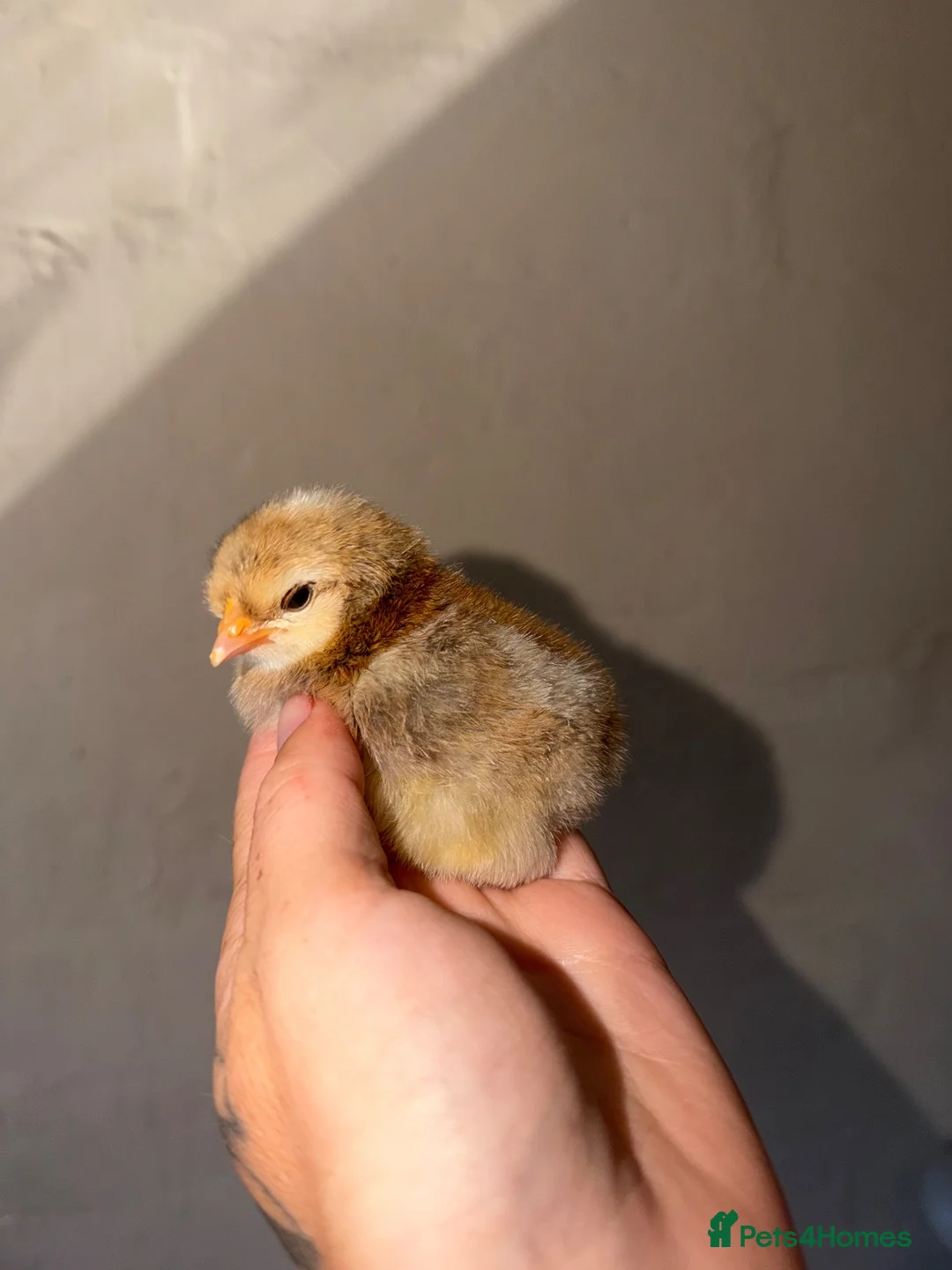 Chickens poultry for sale: Assorted chicks 🐣  - Advert 2
