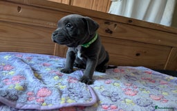 Staffordshire Bull Terrier dogs for sale: Beautiful Kennel registered blue staffie for sale  - Image 13