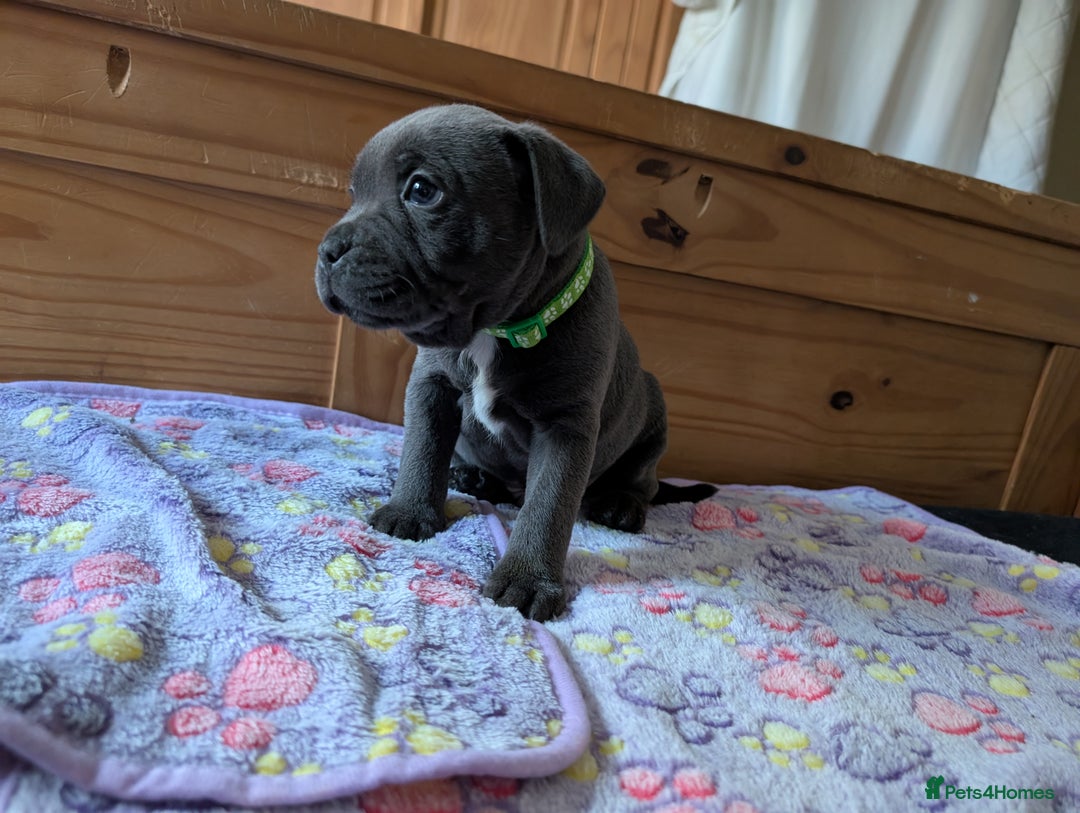 Staffordshire Bull Terrier dogs for sale: Beautiful Kennel registered blue staffie for sale  - Image 13