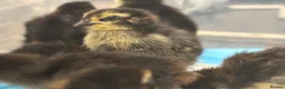 Quail poultry for sale: Coturnix quail chicks  - Advert 6