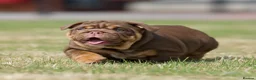 English Bulldog dogs for sale: EPIC BULLYZ PUPS - Advert 8