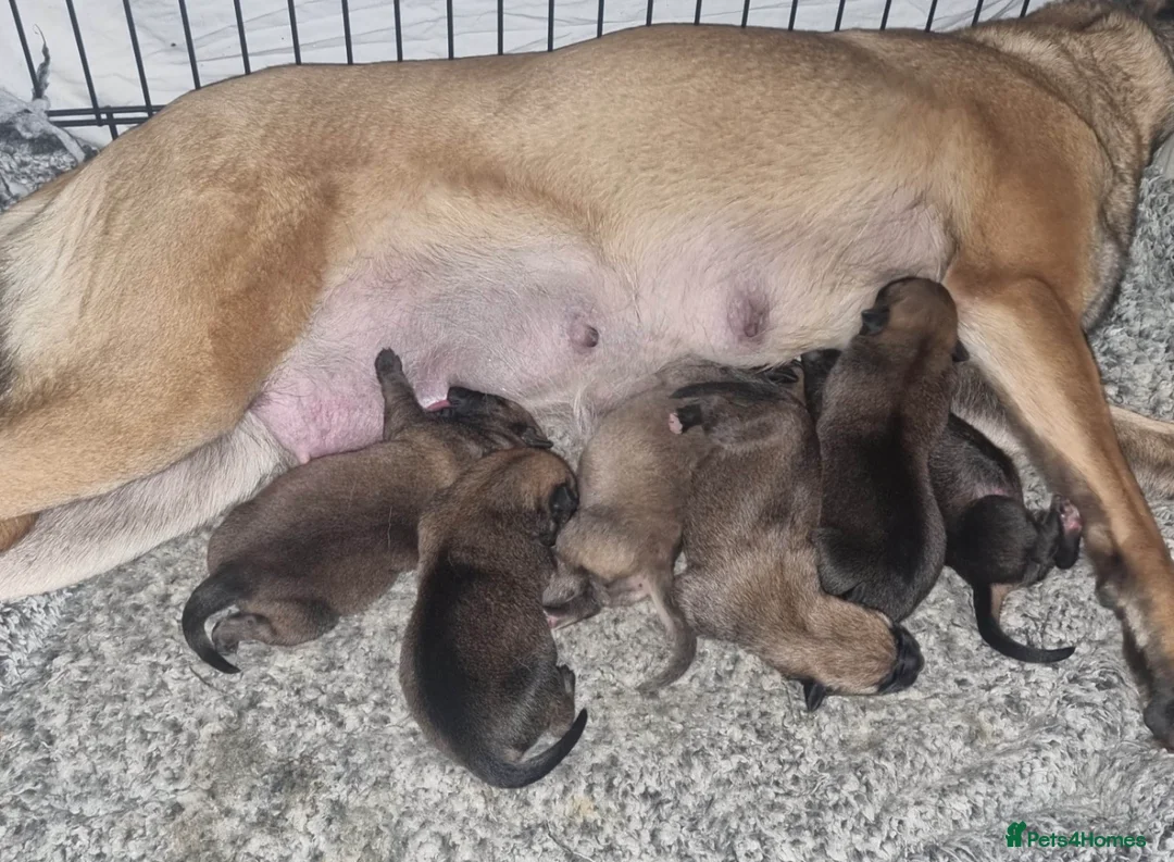 Mixed Breed dogs for sale: 6 Beautiful puppies for sale  in Loughborough - Advert 13