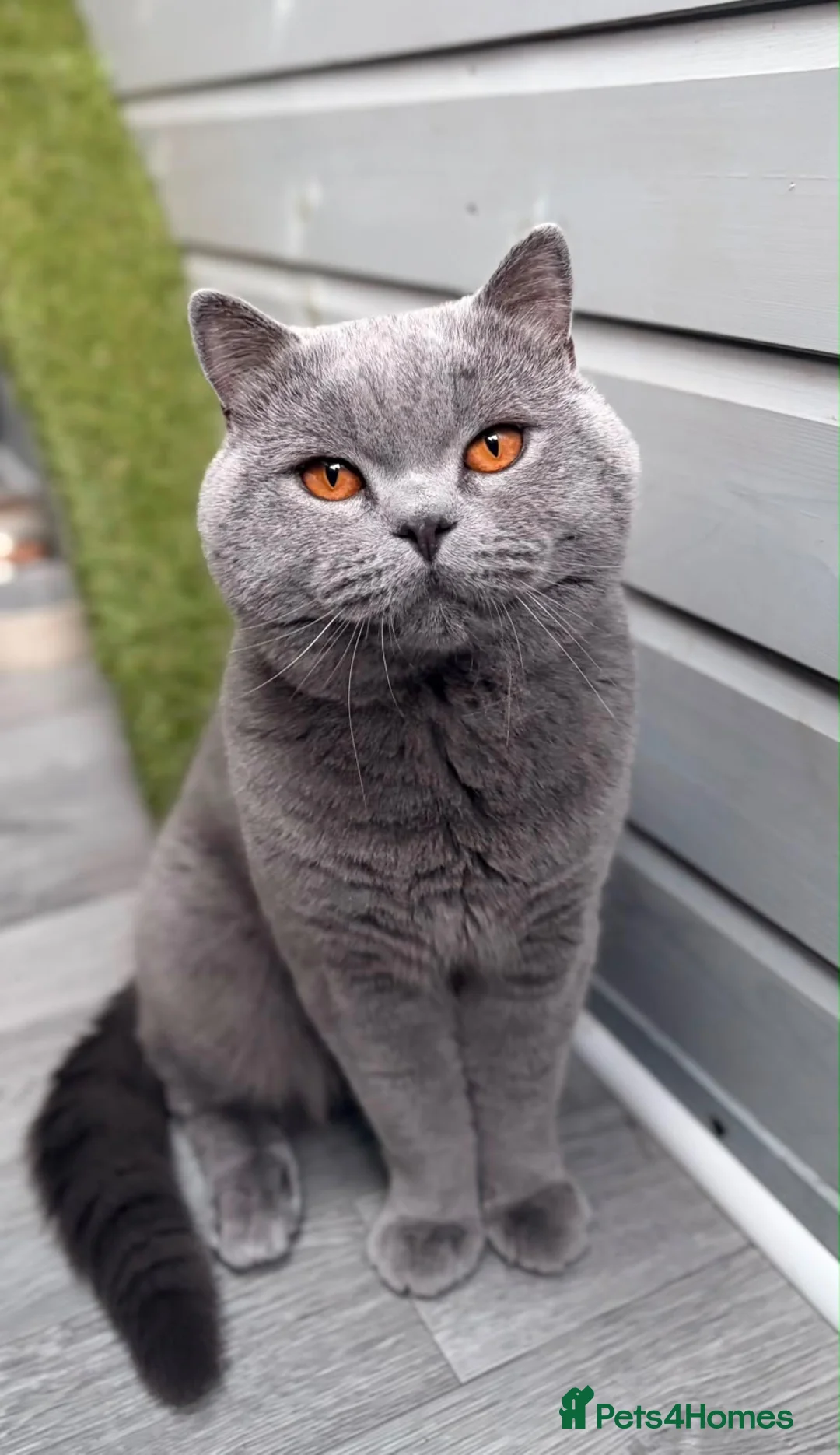 British Shorthair cats for stud: GCCF Active Registered Stud  - Advert 1
