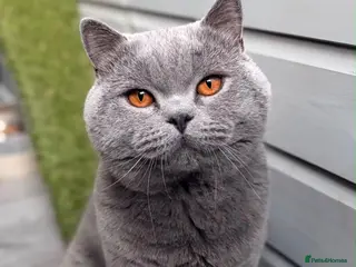British Shorthair cats GCCF Active Registered Stud - Advert 1