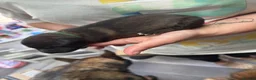 German Shepherd dogs for sale: 10 beautiful German shepherd puppies - Advert 9