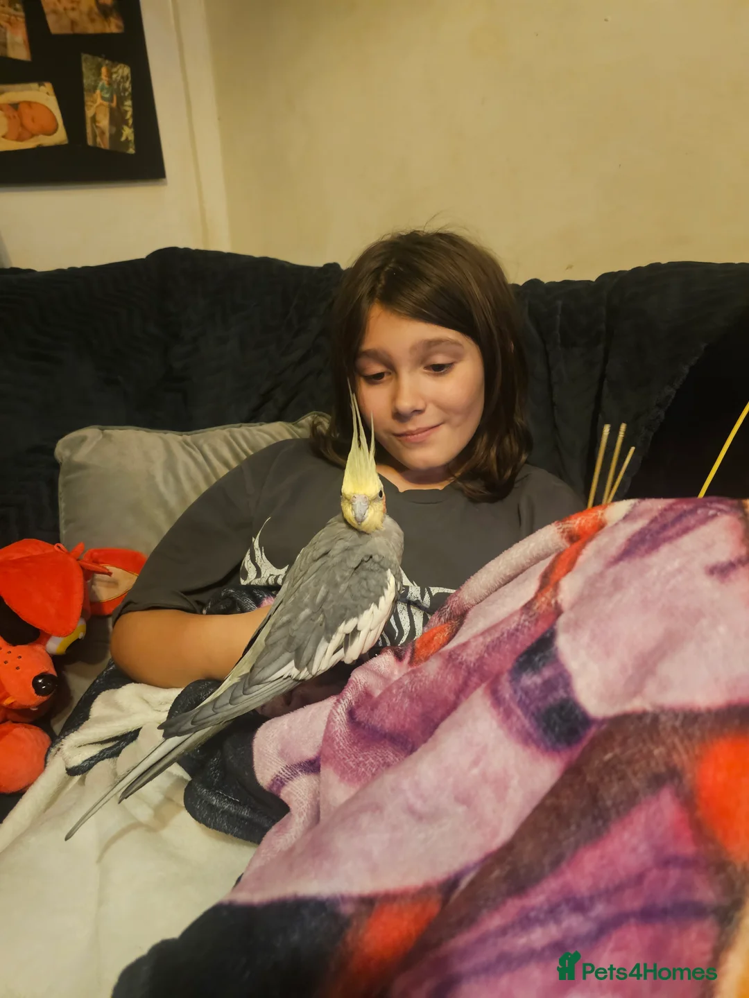 Cockatiels birds for sale: Breeding pair of cockatiels - Advert 3