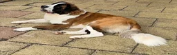 Saint Bernard dogs for stud: Proven Rough coated saint bernard  in Nottingham - Advert 2