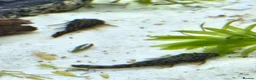 Plecos fish for sale: Bristlenose pleco juvenile  - Advert 2