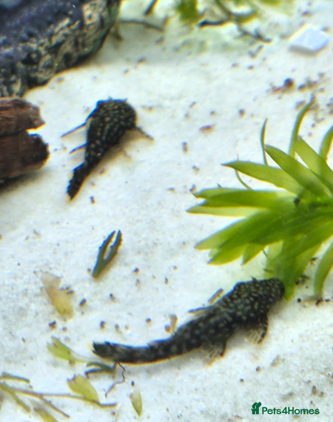 Plecos fish for sale: Bristlenose pleco juvenile  - Advert 2