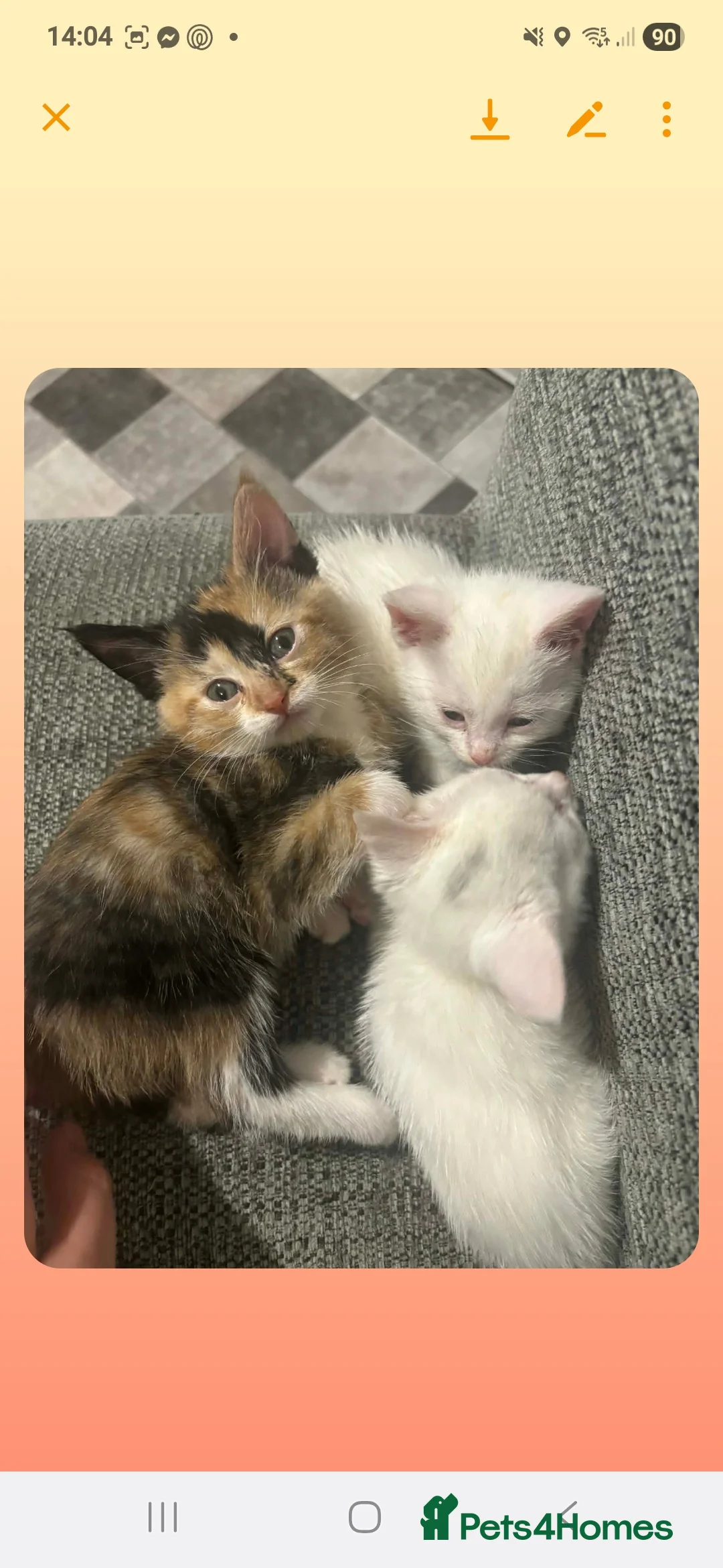 Mixed Breed cats for sale: Kittens  - Advert 4