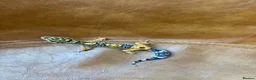 Leopard Gecko reptiles for sale: Leopard gecko babies  - Advert 3