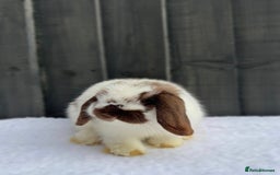 Mini Lop rabbits for sale: ✨Mini Lop Buck Available– Ready for His New Home!✨ - Advert 4