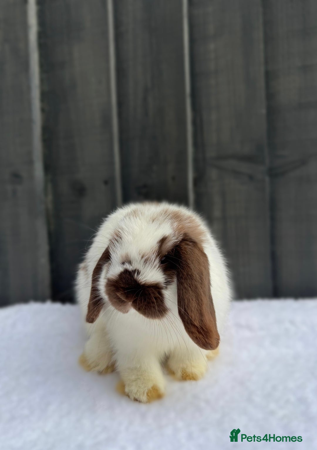 Mini Lop rabbits for sale: ✨Mini Lop Buck Available– Ready for His New Home!✨ - Advert 4