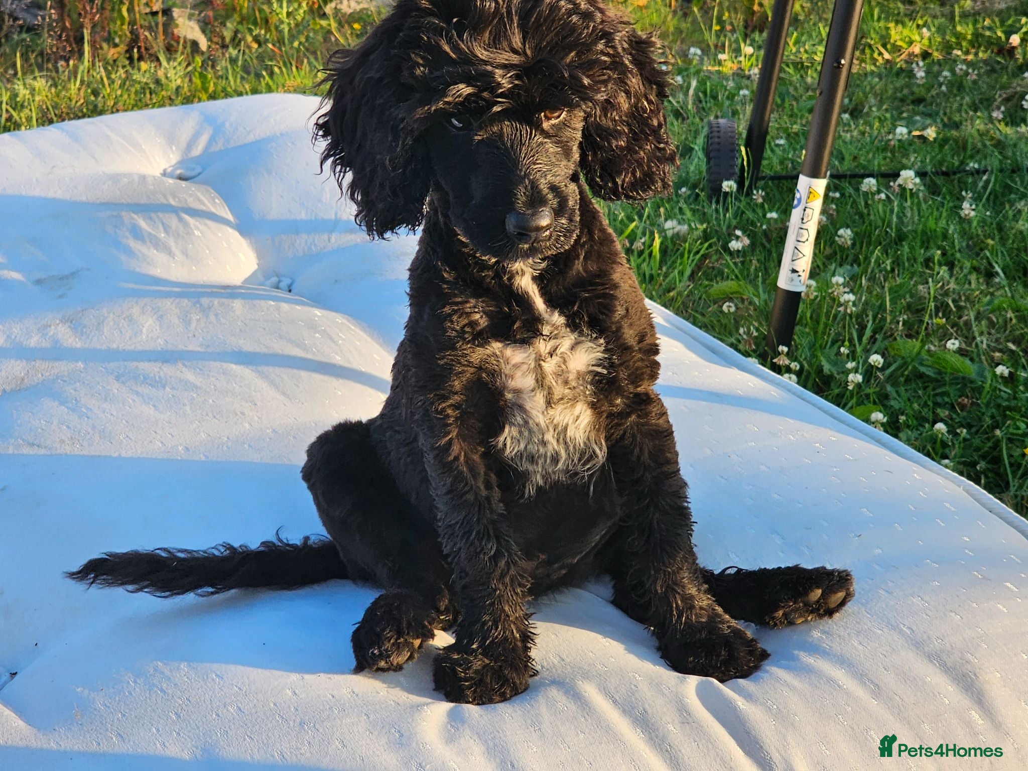 Cockapoo dogs 1 girl F2 show cockapoo puppy remaining ready now - Advert 1