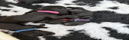 Sprocker dogs for sale: Beautiful sprocker puppies  in Redditch - Advert 13