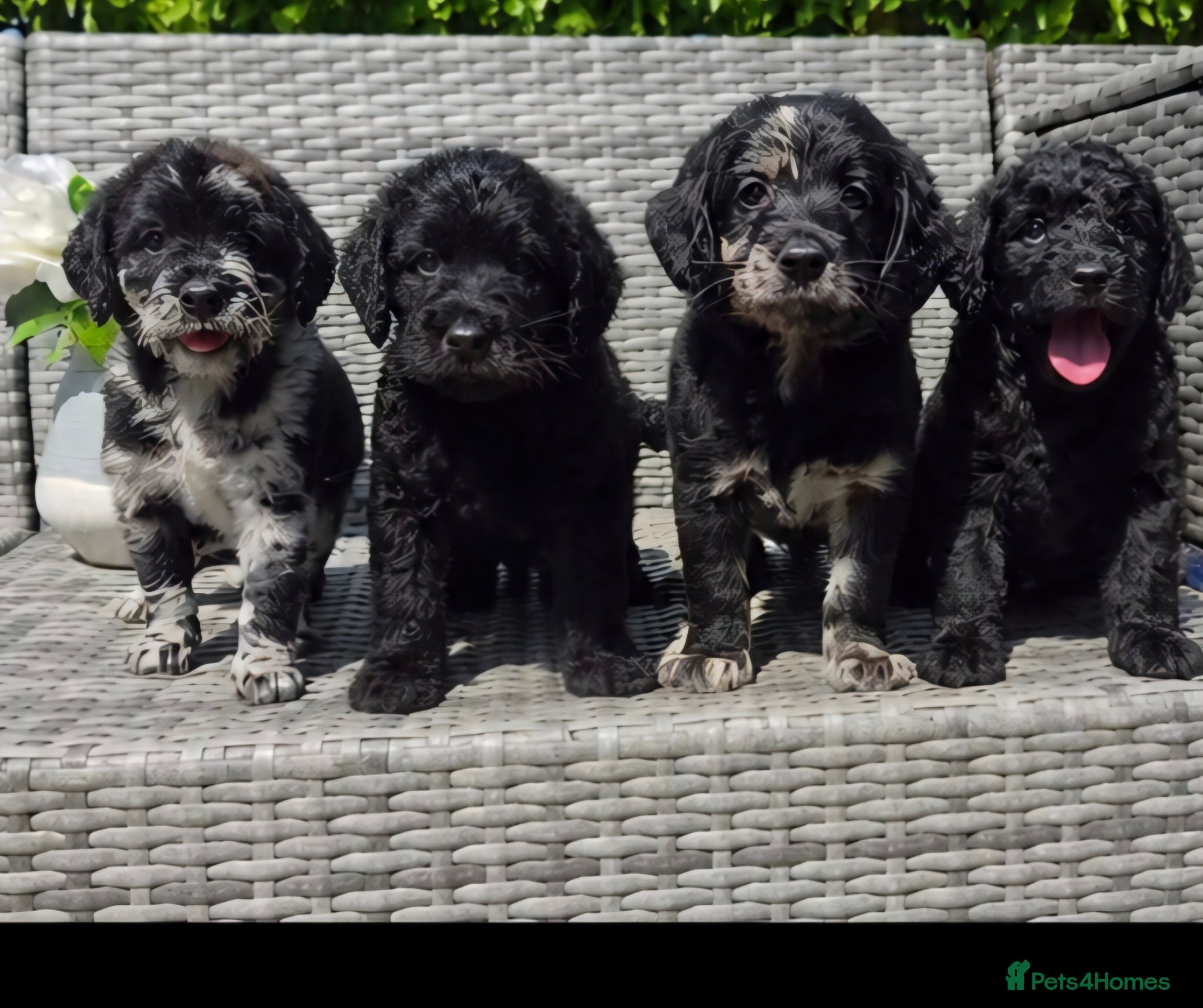 Labradoodle dogs Exceptional F2B Midi Teddybear Labradoodles - Advert 2