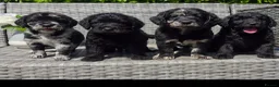 Labradoodle dogs for sale: Exceptional F2B Midi Teddybear Labradoodles - Advert 6