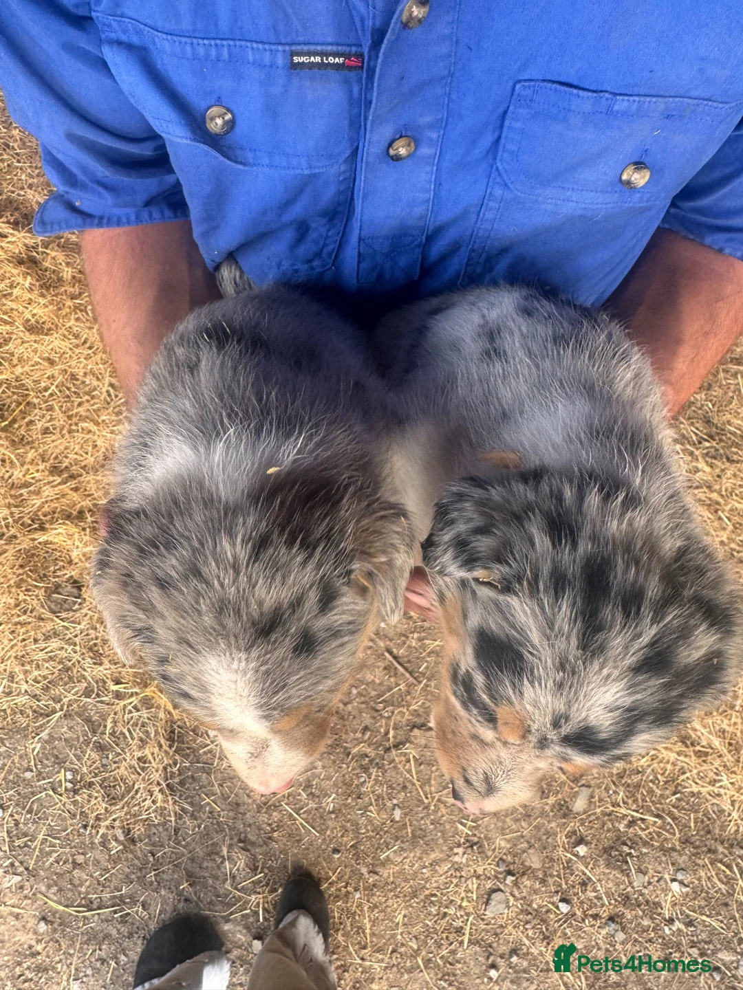 Border Collie dogs for sale: Merle and collie pups  - Advert 2