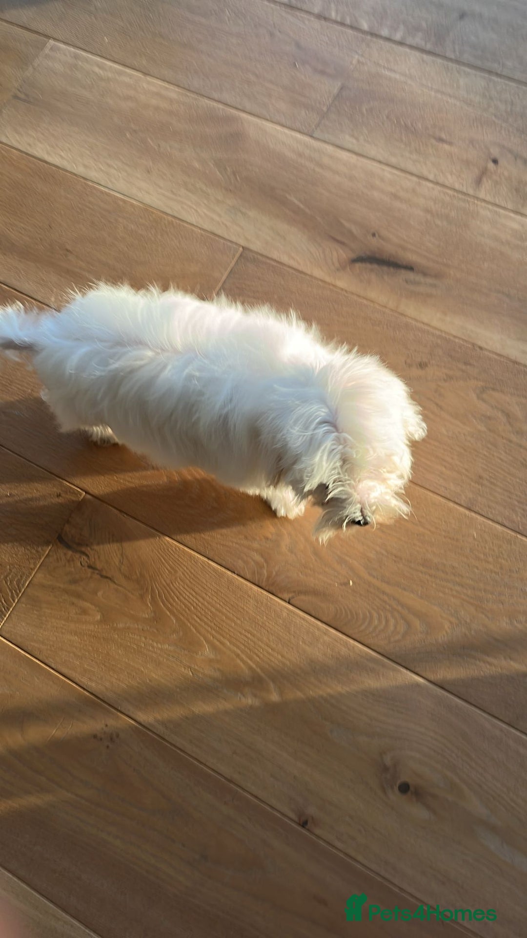 Mixed Breed dogs for sale: Puppy  - Image 2