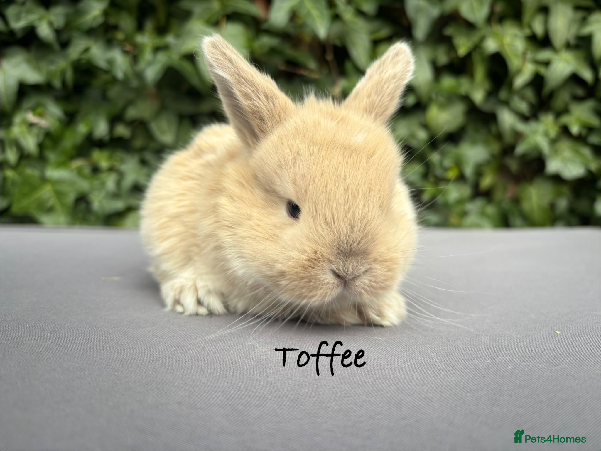 Mixed Breed rabbits Beautiful baby bunnies  - Advert 19