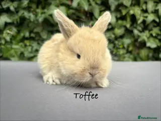 Mixed Breed rabbits Beautiful baby bunnies - Advert 19